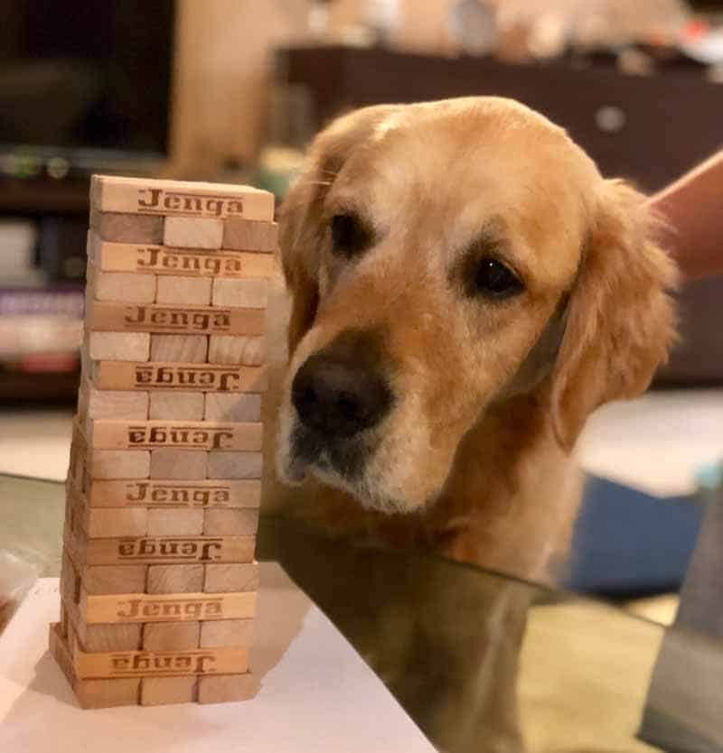 Dozer the golden retriever wanting to join in on a game of Jenga