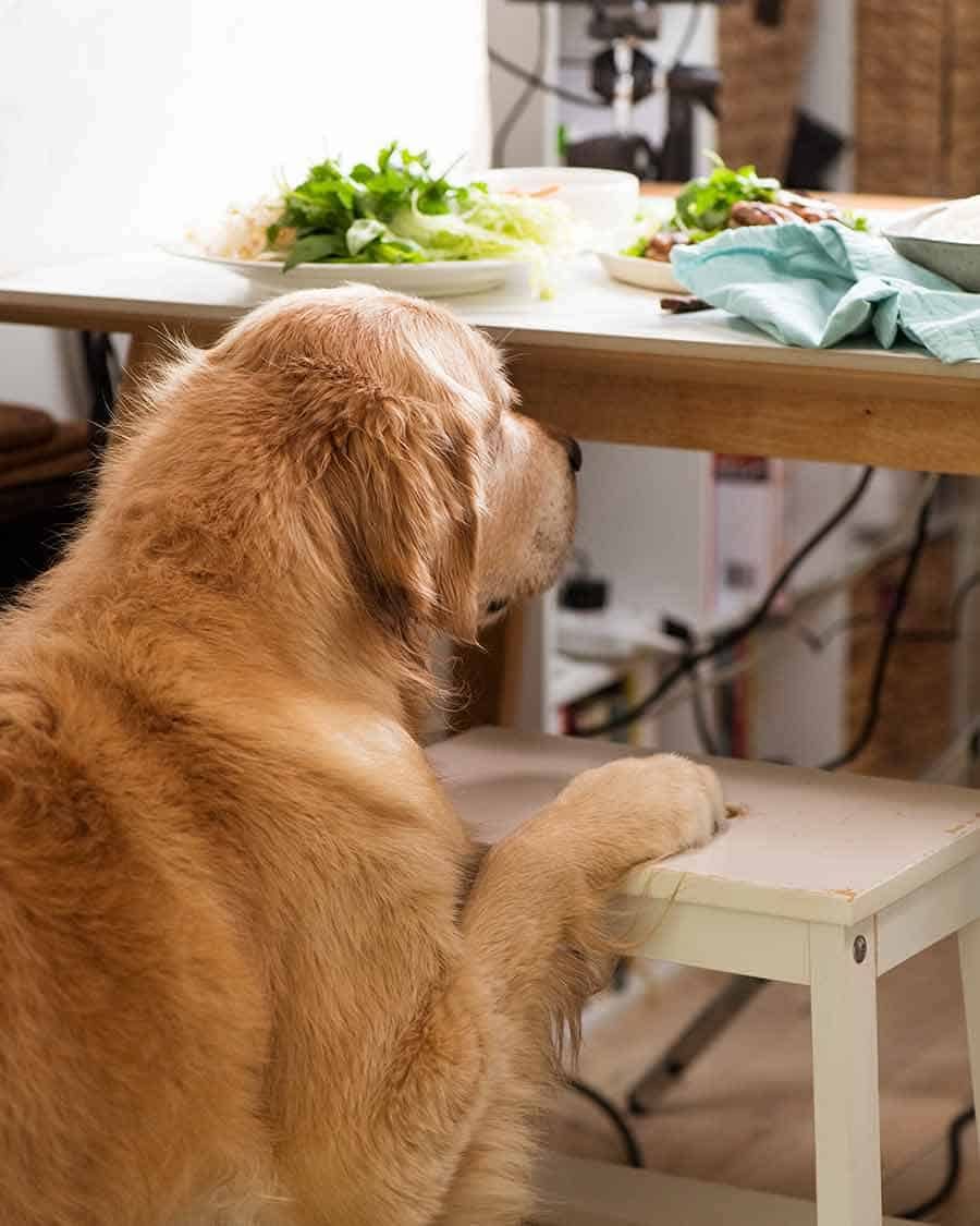 Dozer paw on step video shoot area