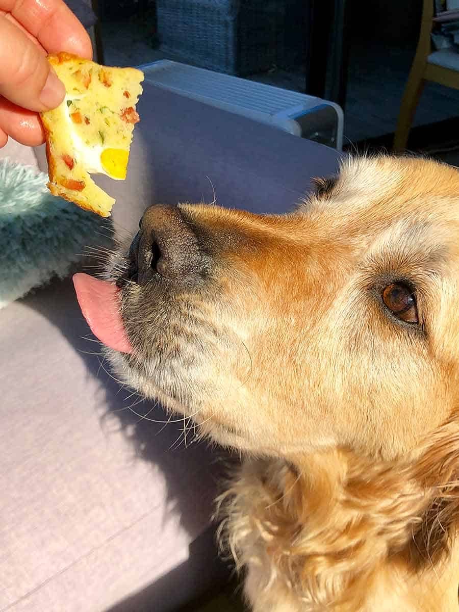 Dozer taste testing Breakfast Muffins