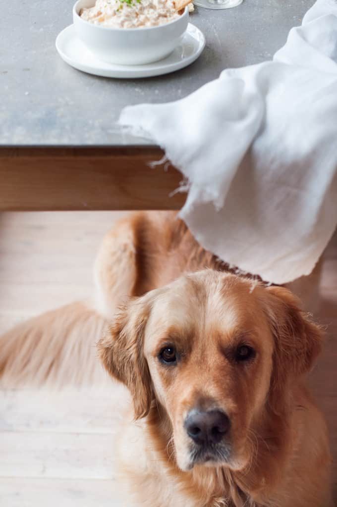RecipeTin mascot Dozer the Golden Retriever under the table
