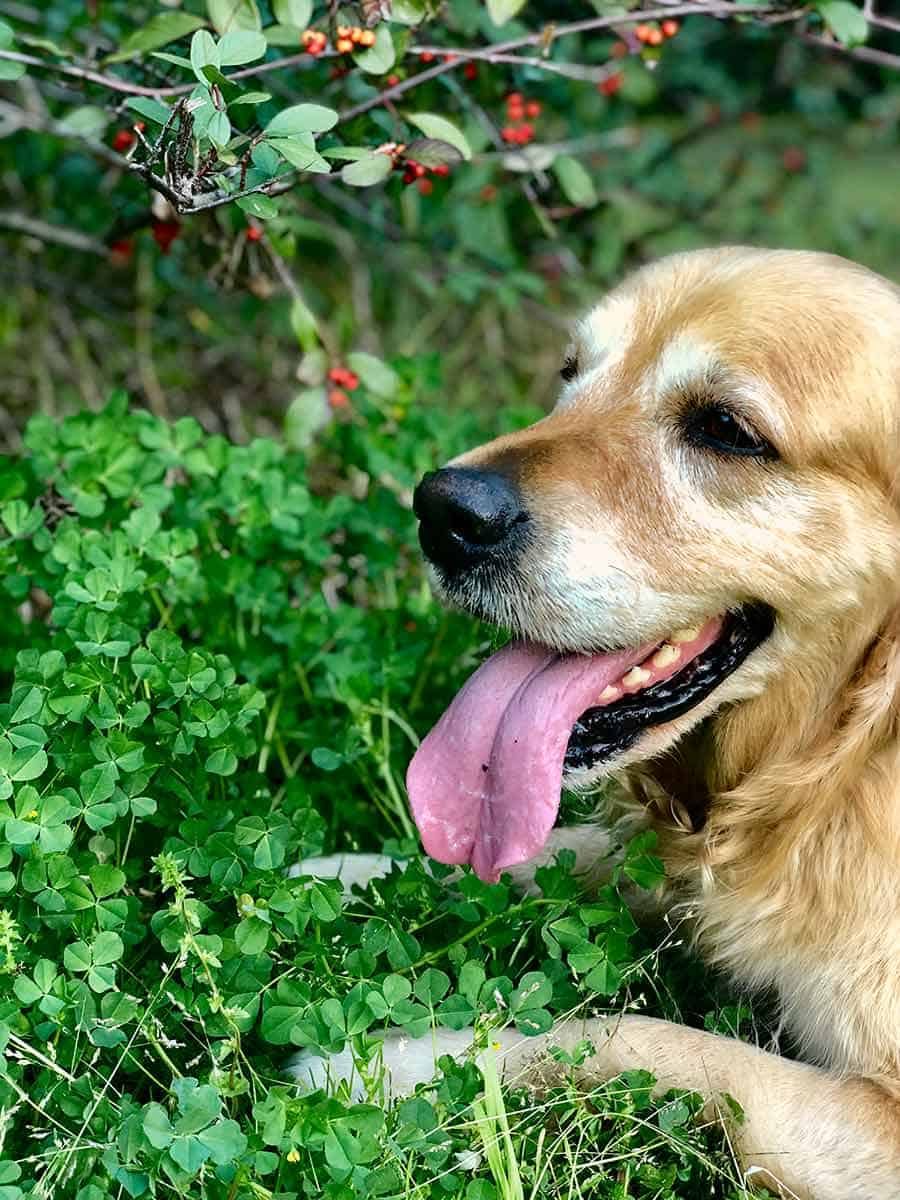 Dozer the golden retriever 4 leaf clover