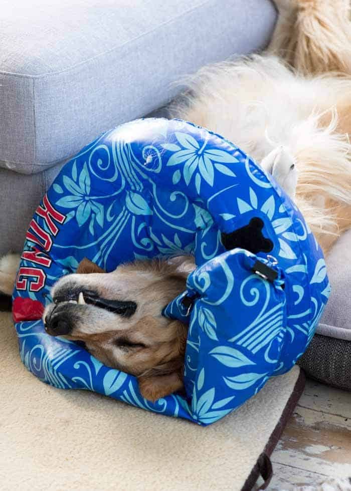 Dozer the golden retriever sleeping with inflatable cone