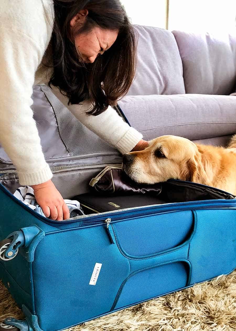 Dozer the golden retriever dog giving Nagi grief as she packs