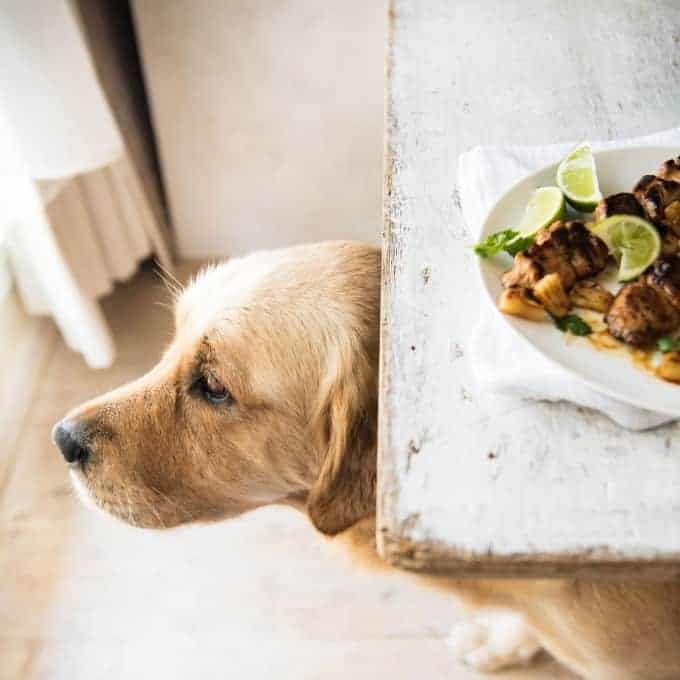 Dozer the golden retriever eyeing off Hawaiian Chicken Skewers