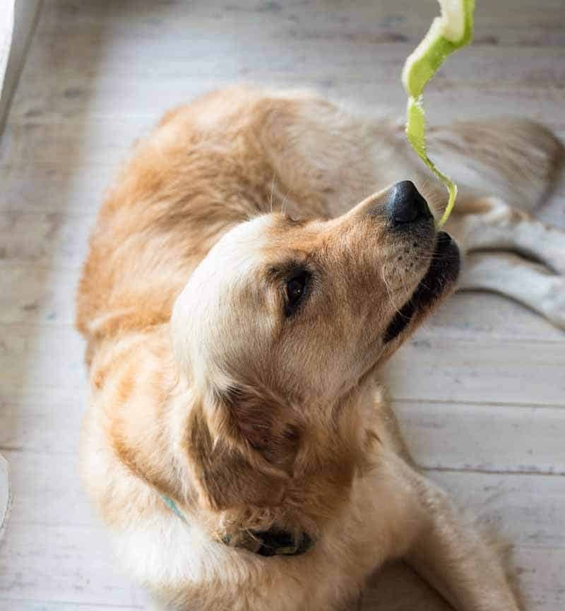 Dozer the golden retriever eating apple peel
