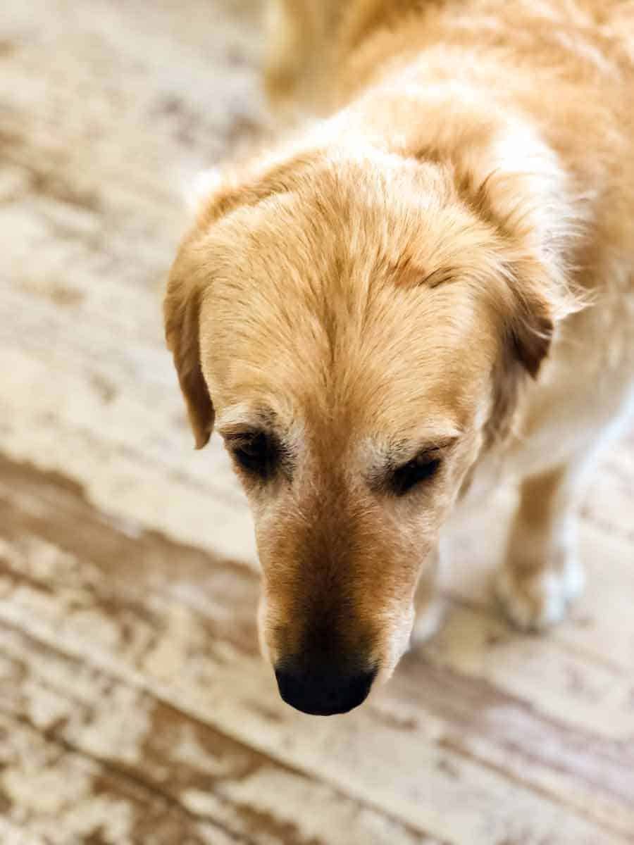 Dozer golden retriever dog chocolate ganache on head