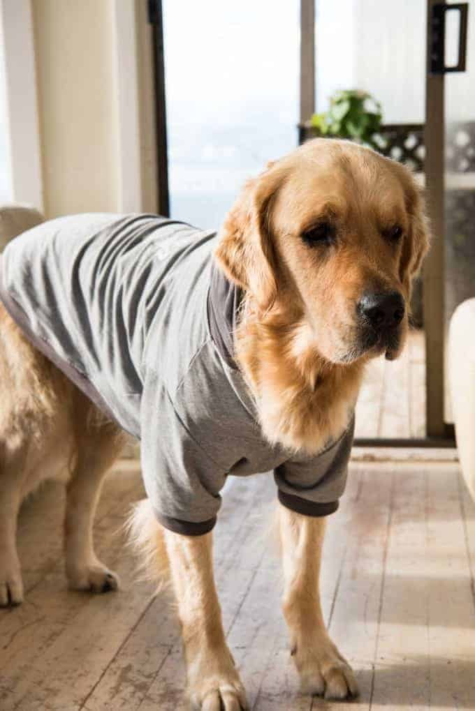 Dozer the golden retriever in a grey jumper, looking very unhappy.