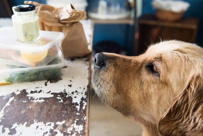 Dozer wanting homeless man's food