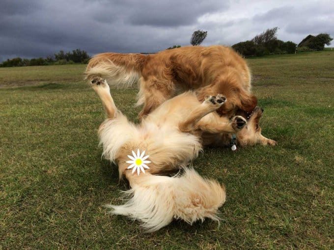 dozer-and-ollie-rumbling