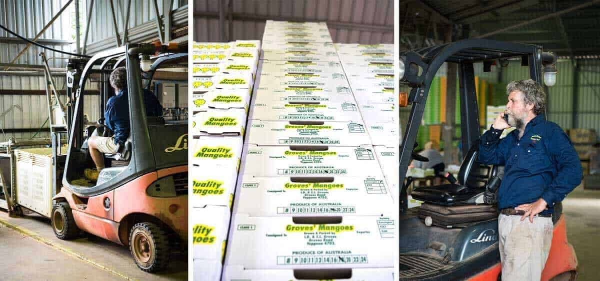 Cleaning and boxing of mangoes - on Groves Mango Farm, Queensland Australia