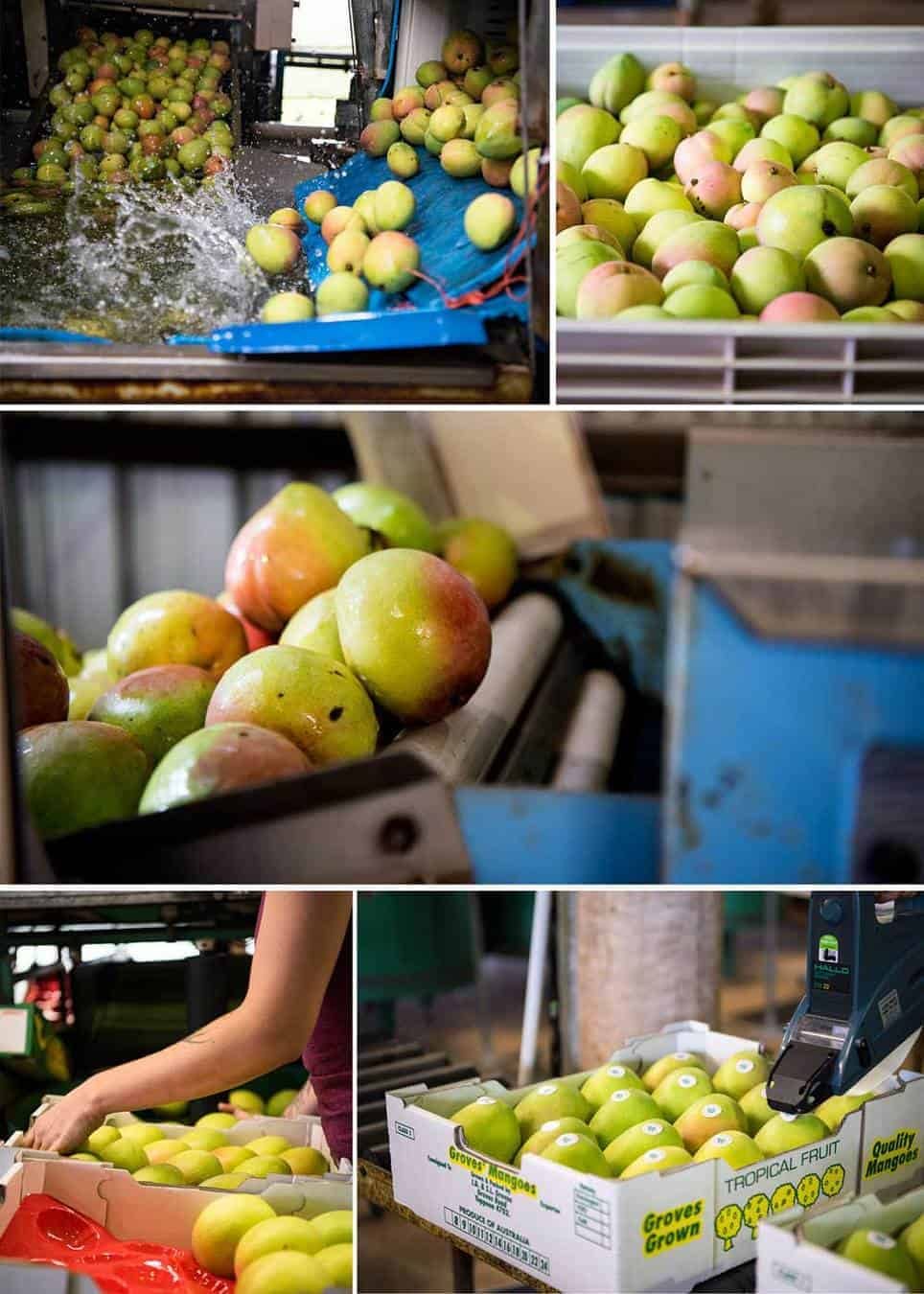 Cleaning and boxing of mangoes - on Groves Mango Farm, Queensland Australia