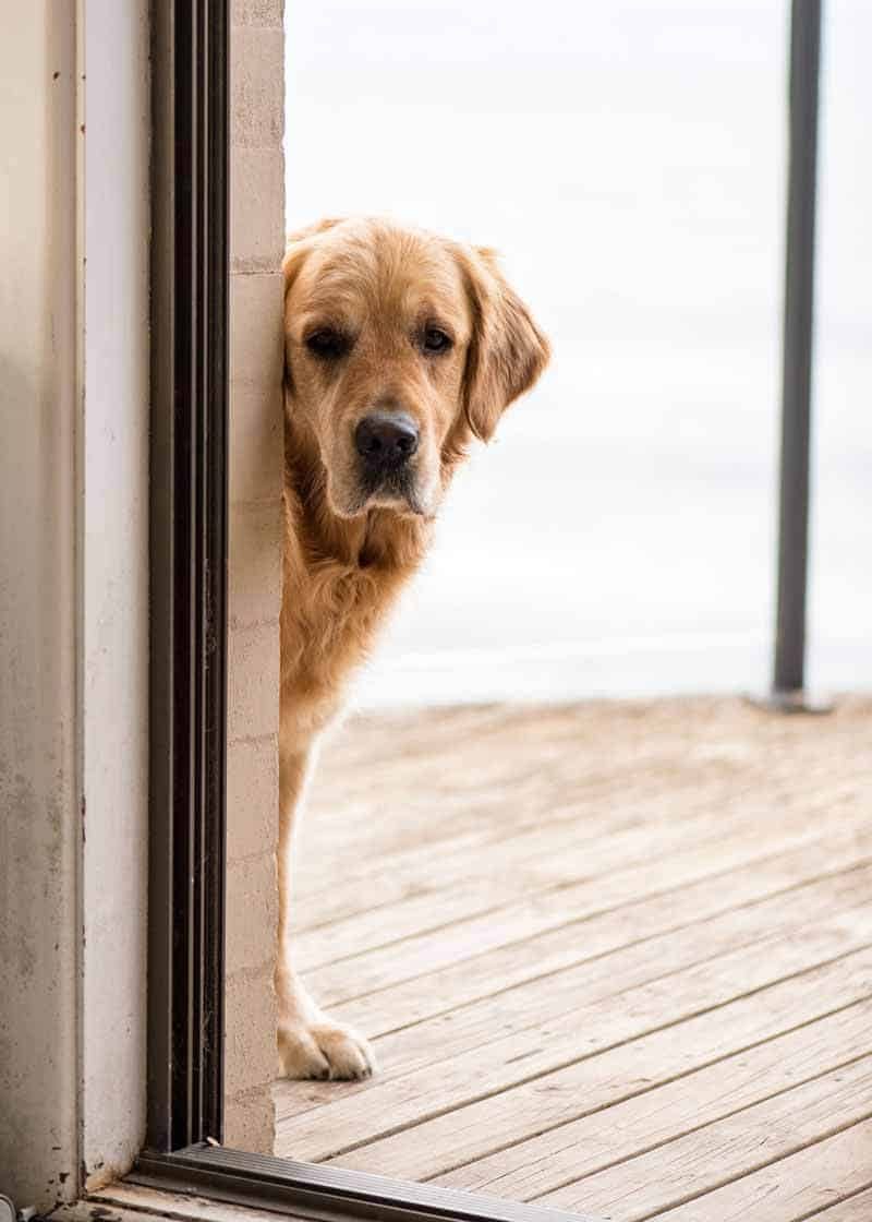 Dozer the golden retriever peeking inside, wondering if he is allowed back in