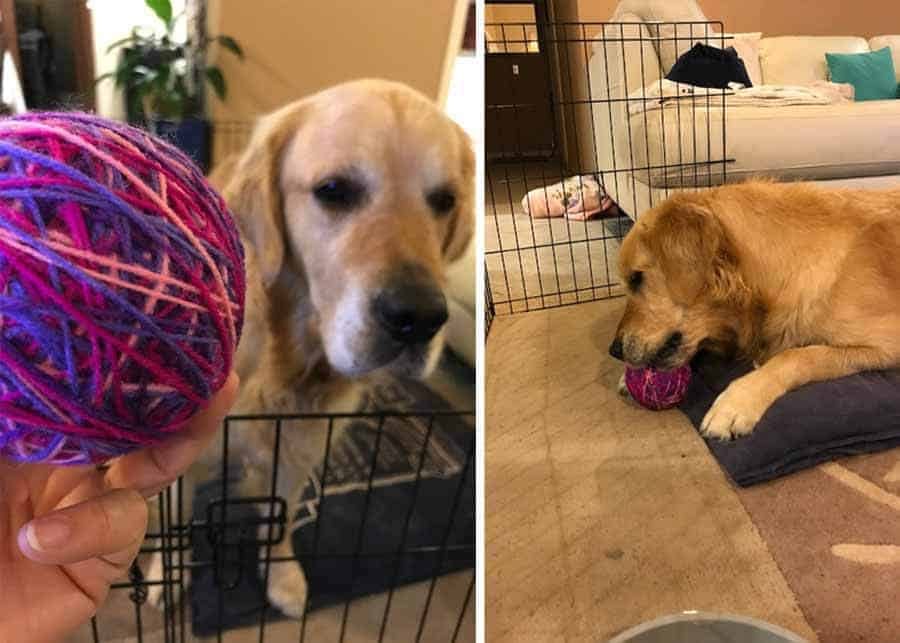 Dozer the golden retriever playing with a woollen ball