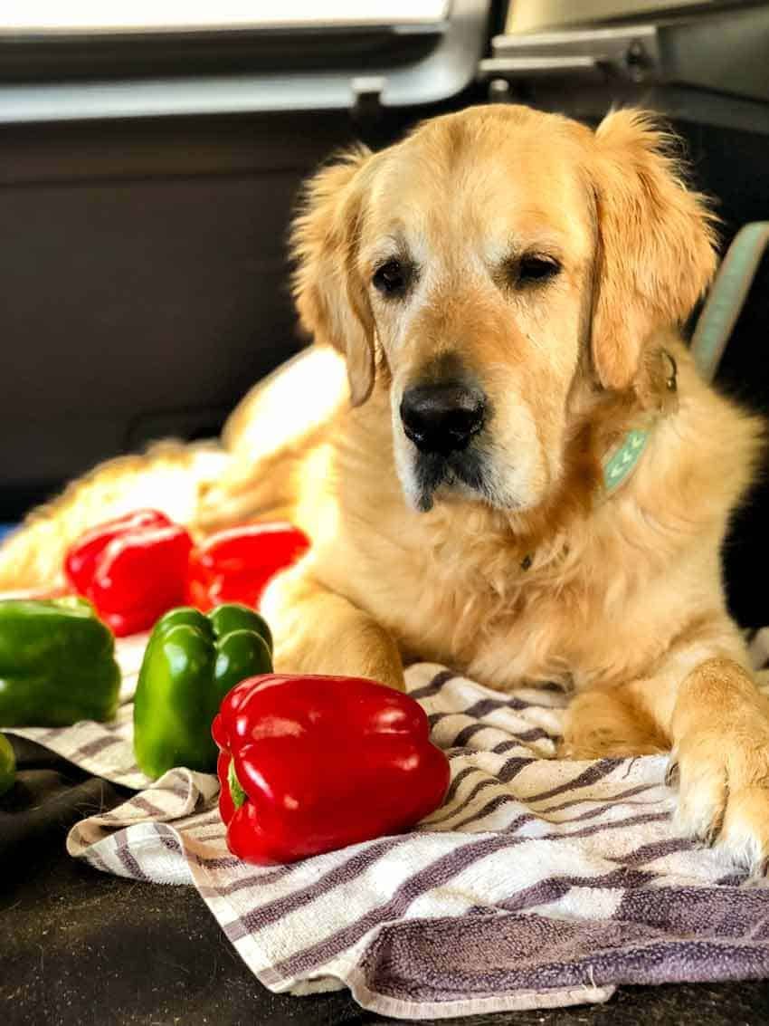 Dozer the golden retriever - bag of groceries tipped over