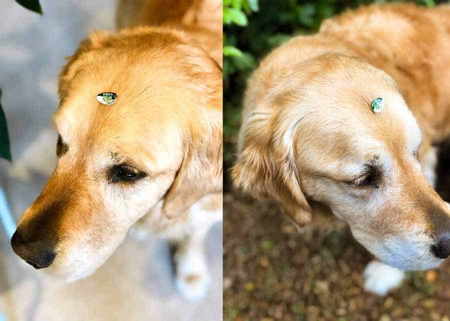Dozer the golden retriever dog wearing apple sticker Badge of Shame for drooling