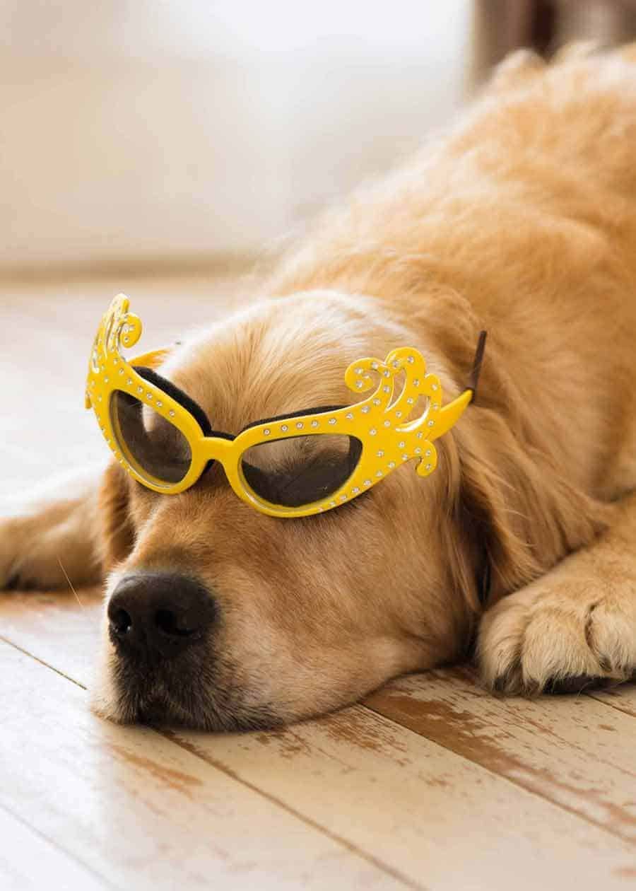 Dozer the golden retriever dog wearing onion goggles