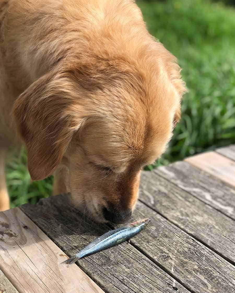 Dozer the golden retriever refusing to eat raw sardines