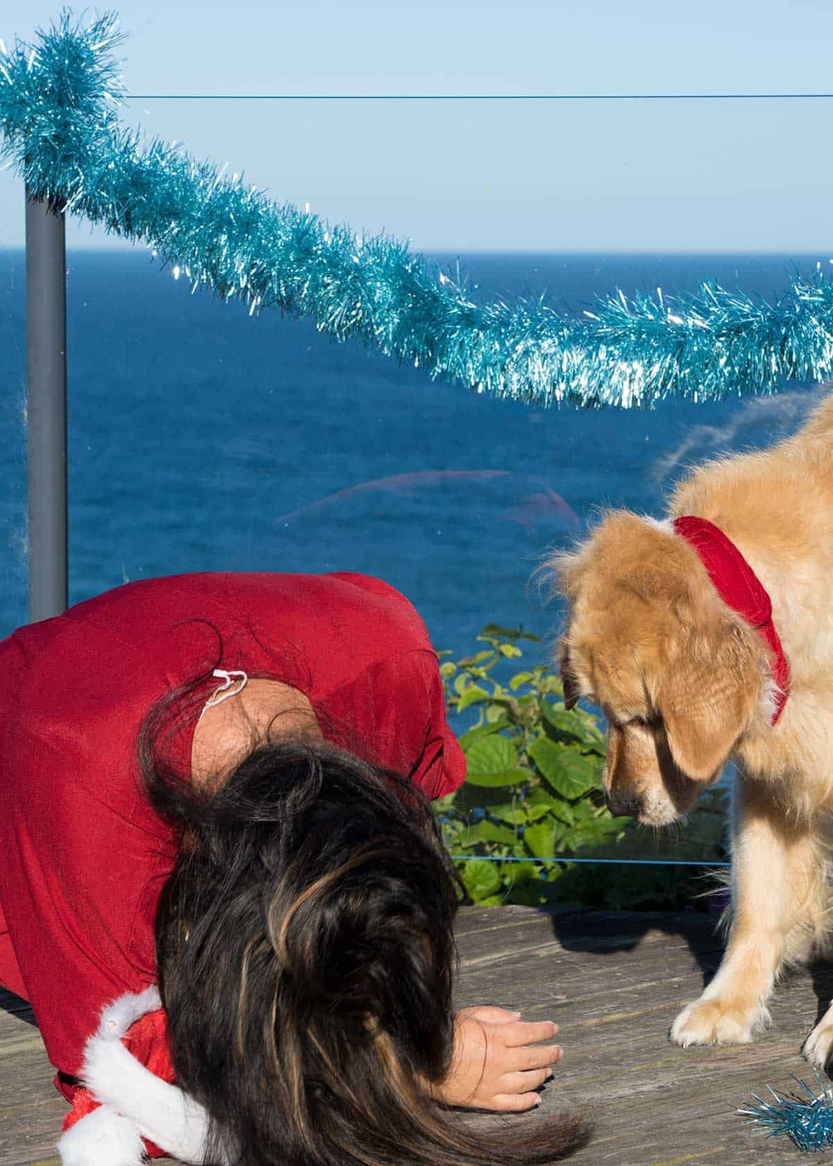 Nagi and Dozer the golden retriever dog_Christmas 2018 bloopers