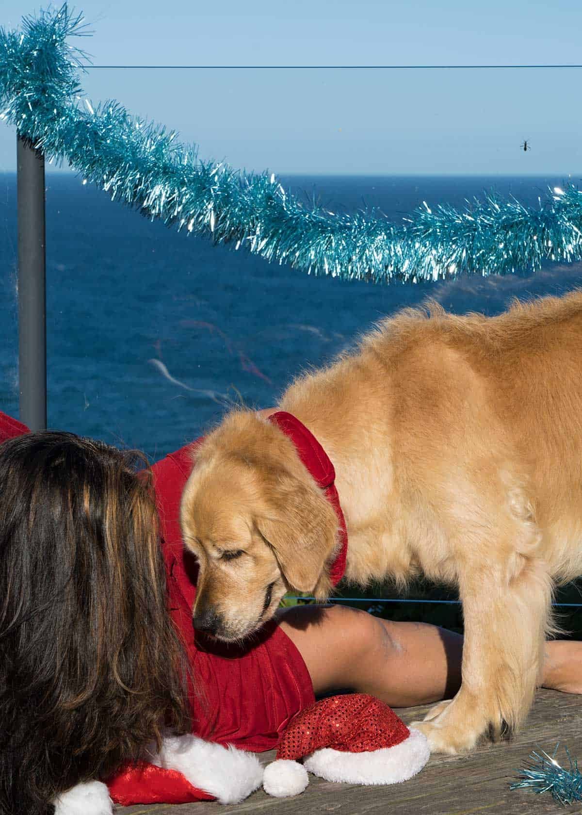 Nagi and Dozer the golden retriever dog_Christmas 2018 bloopers