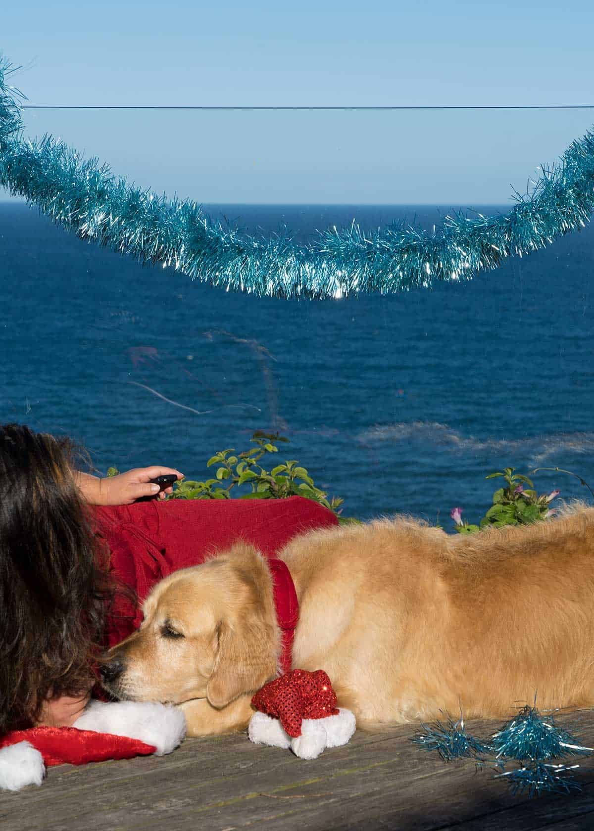 Nagi and Dozer the golden retriever dog_Christmas 2018 bloopers