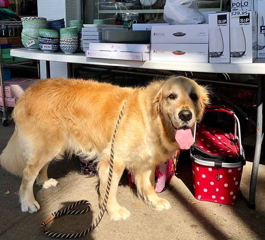 Dozer the golden retriever dog bull in china shop