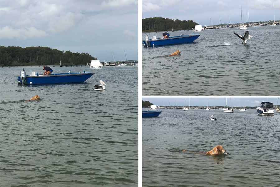 Dozer chasing pelicans Port Stephens