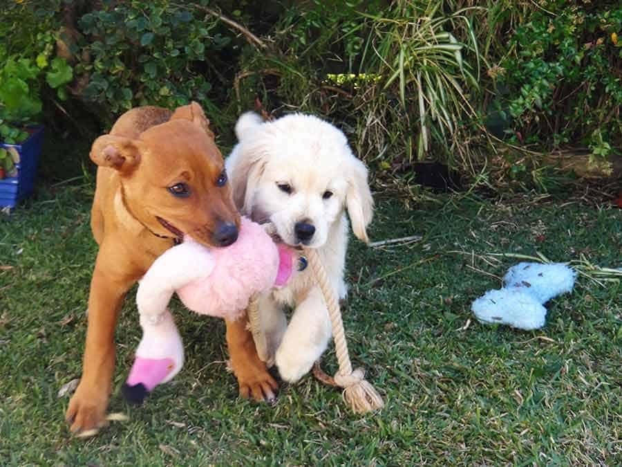 Dozer Jarrah girlfriend