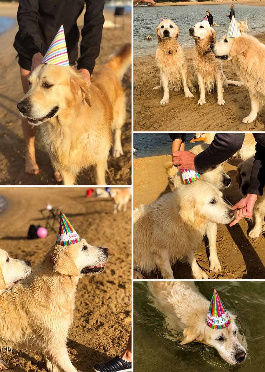 Dozer birthday party-Bayview-April 2019