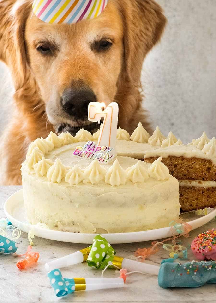 Dozer the golden retriever looking at his Dog cake recipe