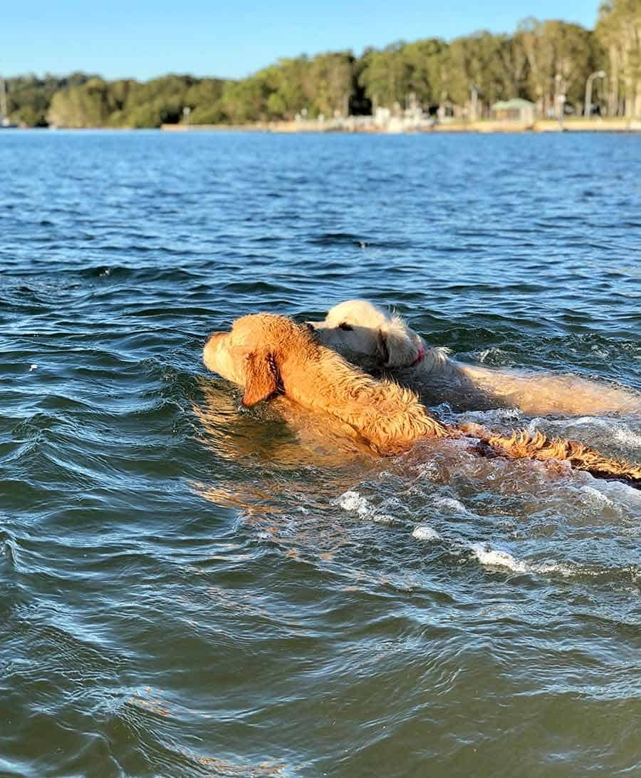 Dozer-racing-bayview