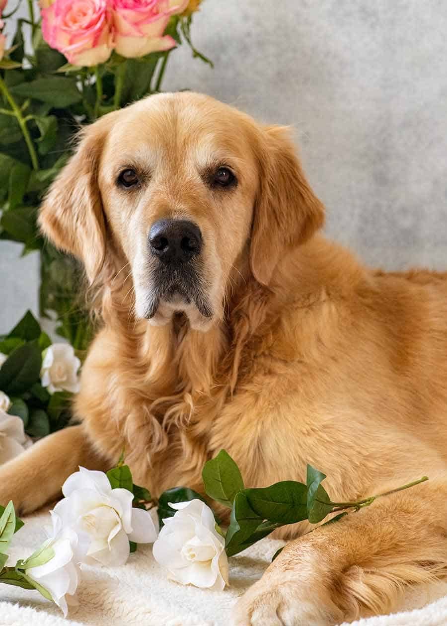 Dozer flowers Mother's Day 2019