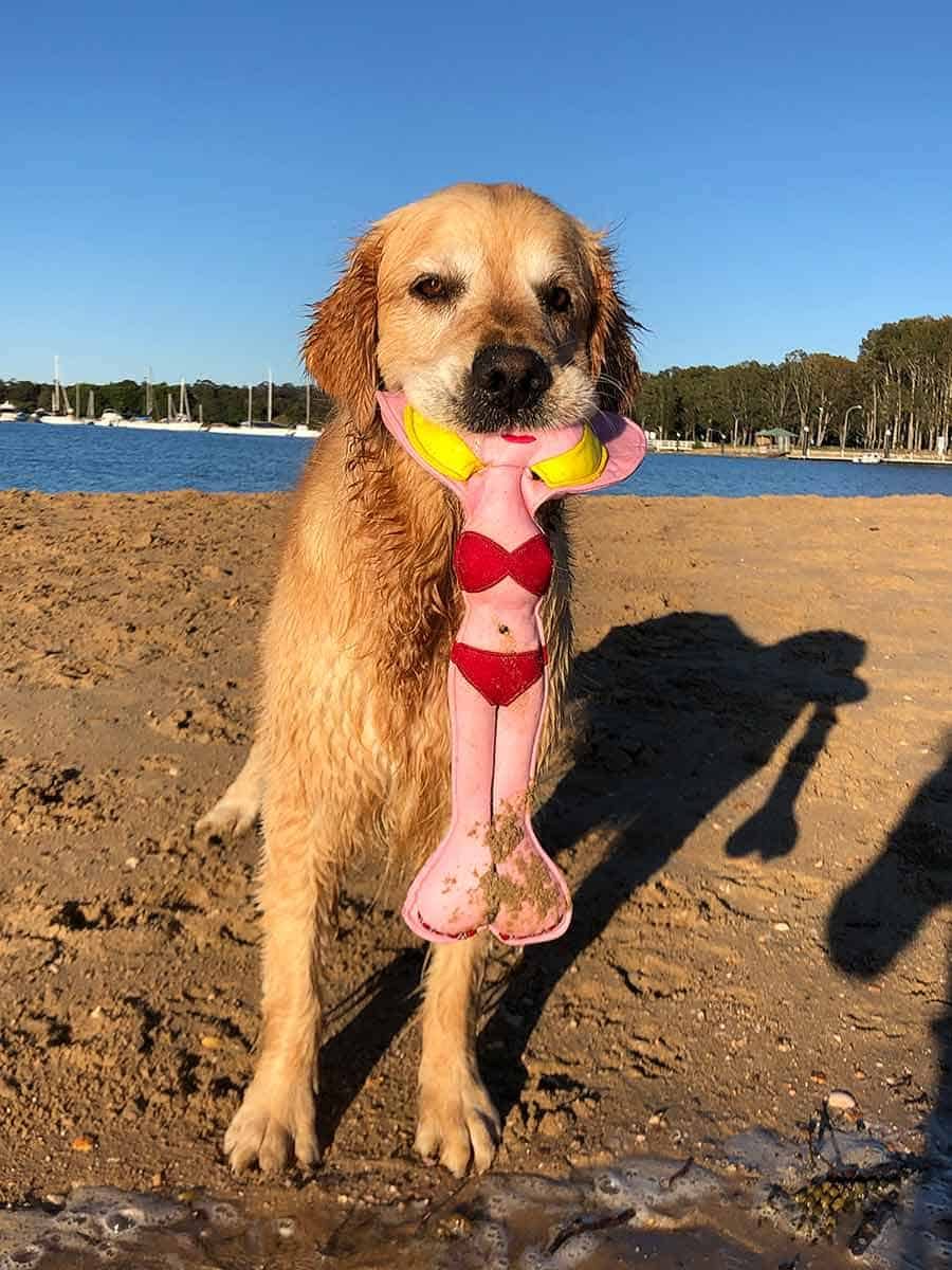 Dozer with Shazza lady bikini toy