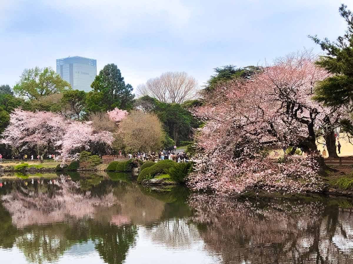 Shinjuku Gyoen (or Shinjuku Gyoen National Garden)