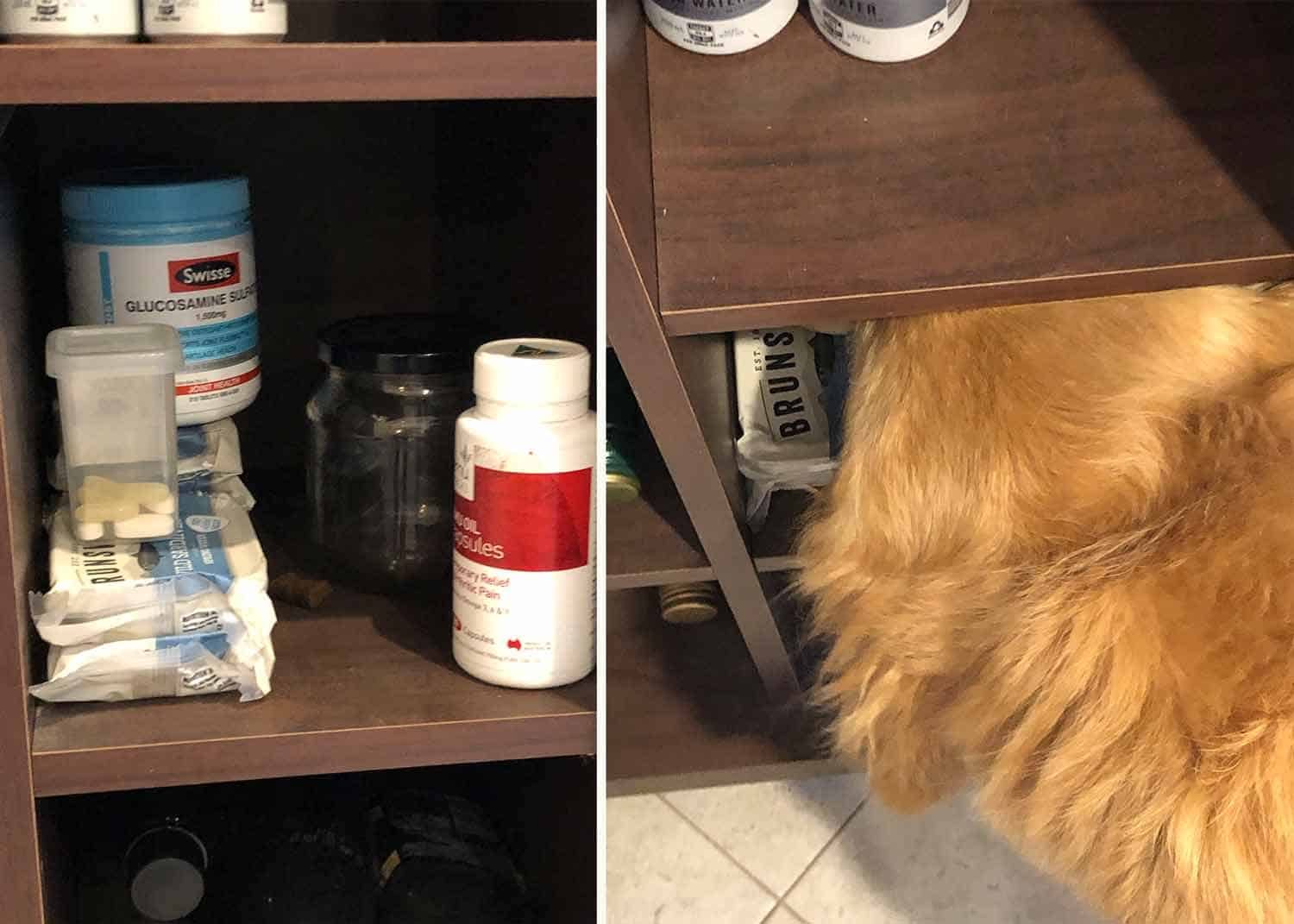 Dozer snuffling around his pigeon hole at mum's house