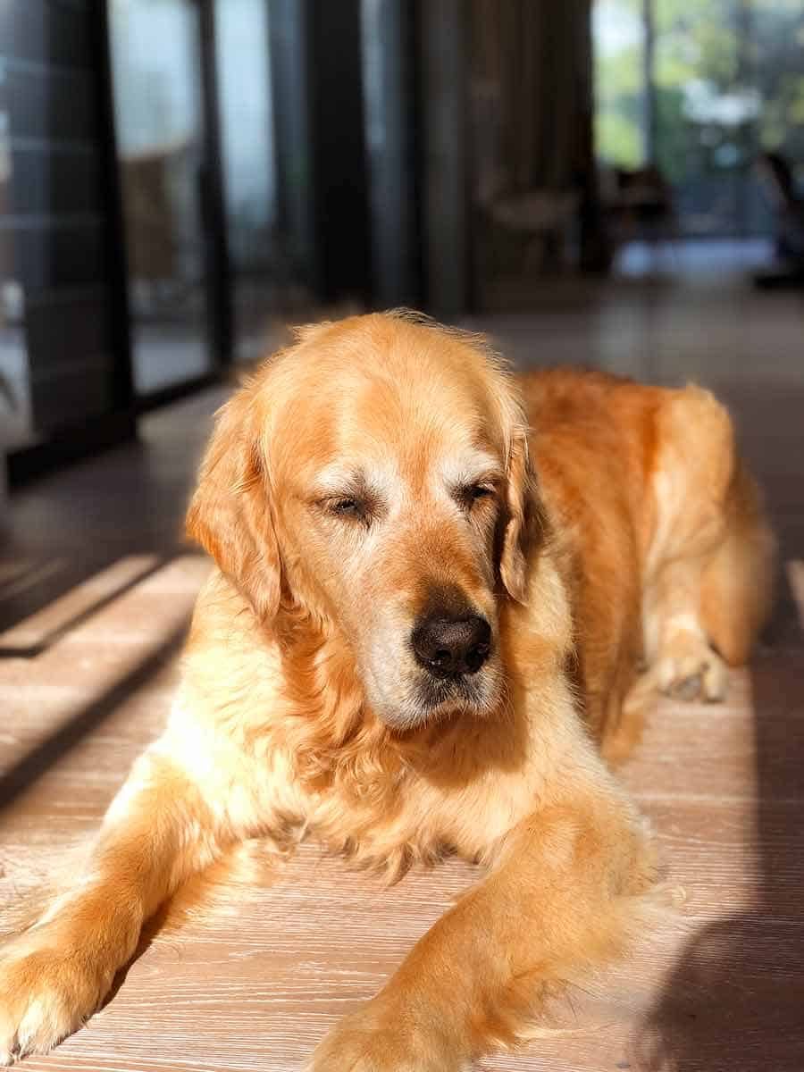 Dozer the golden retriever blinded by afternoon sun