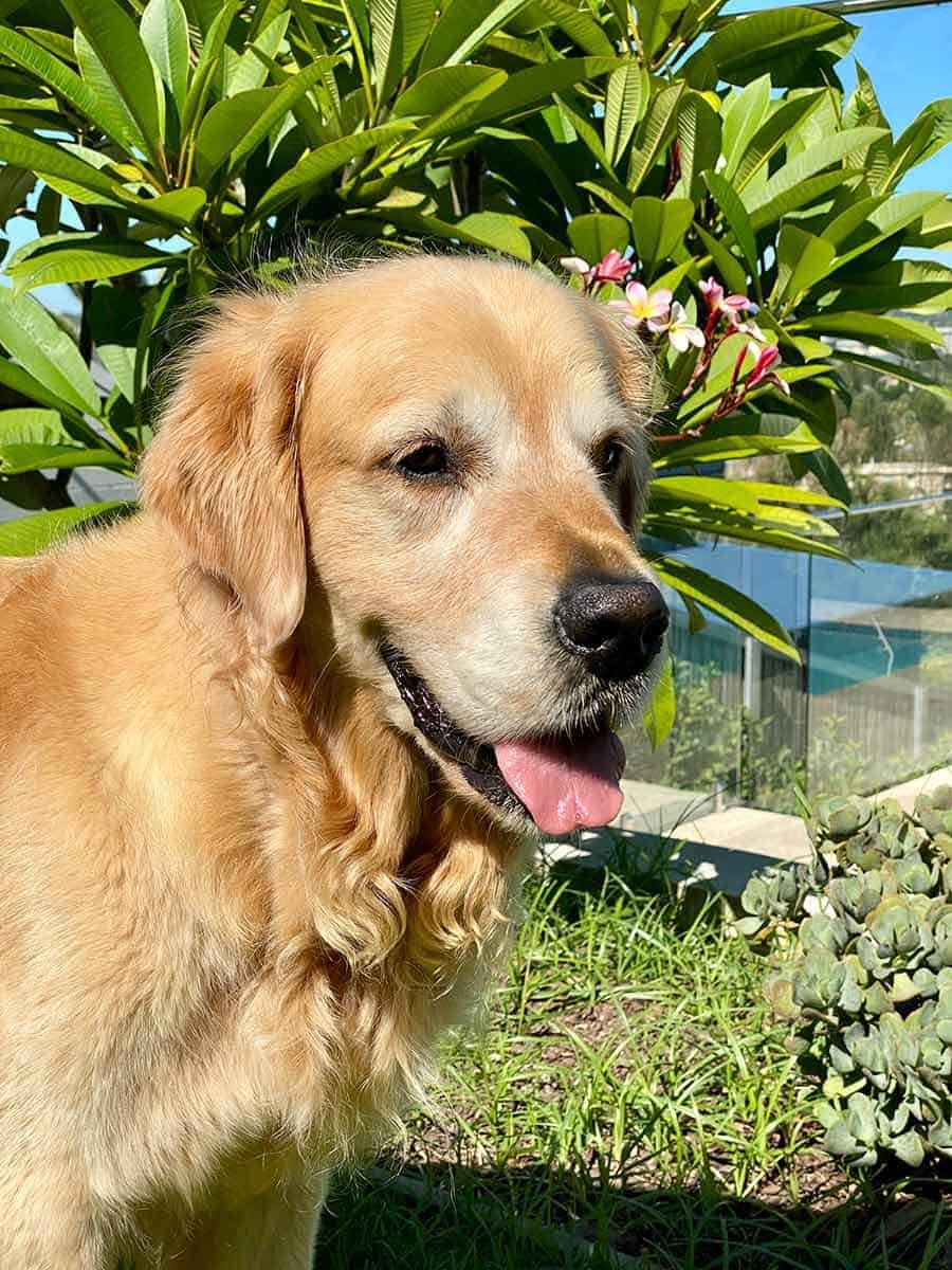 Dozer the golden retriever - RecipeTin Eats