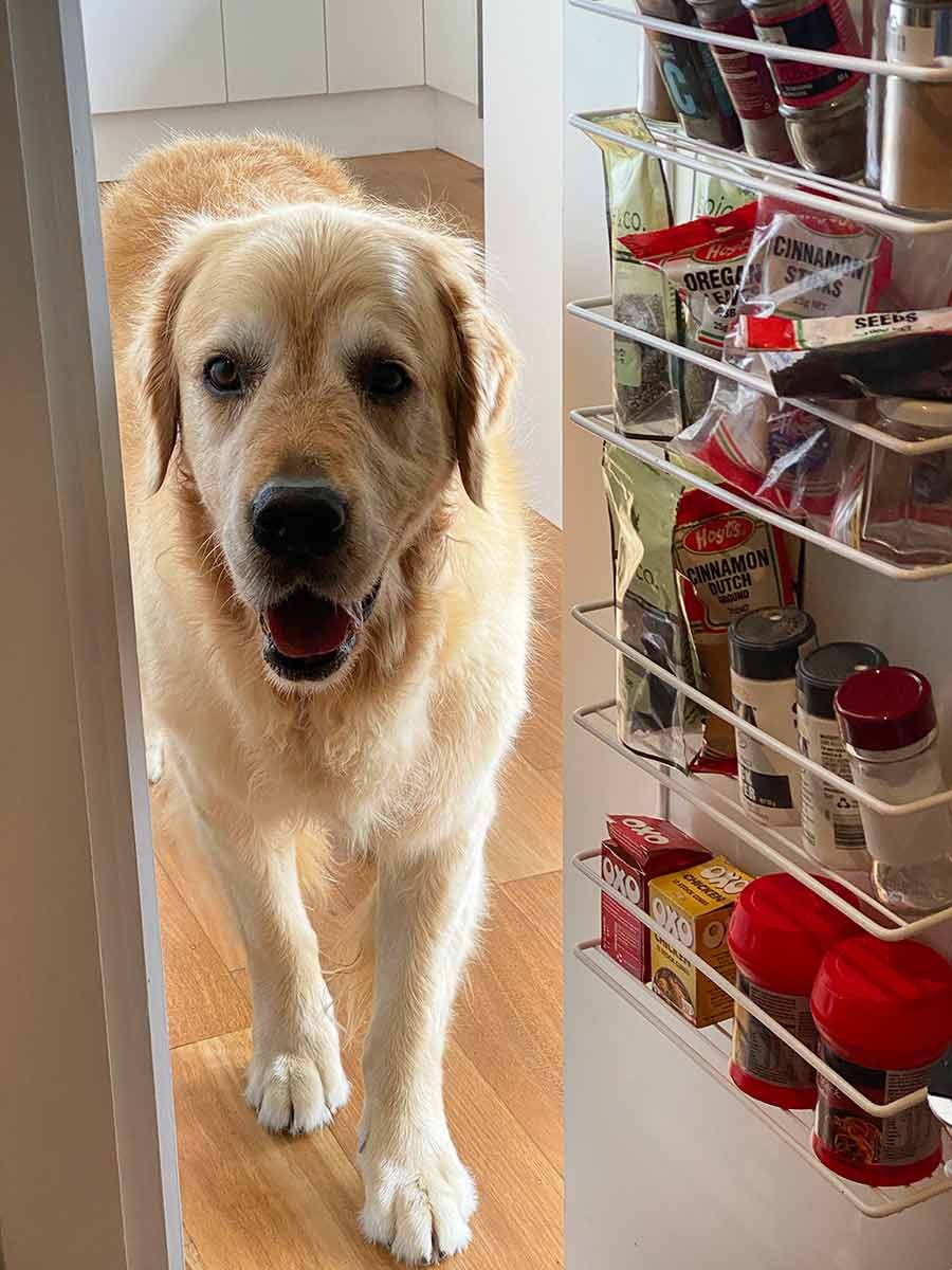 Dozer on right wrong side of pantry door