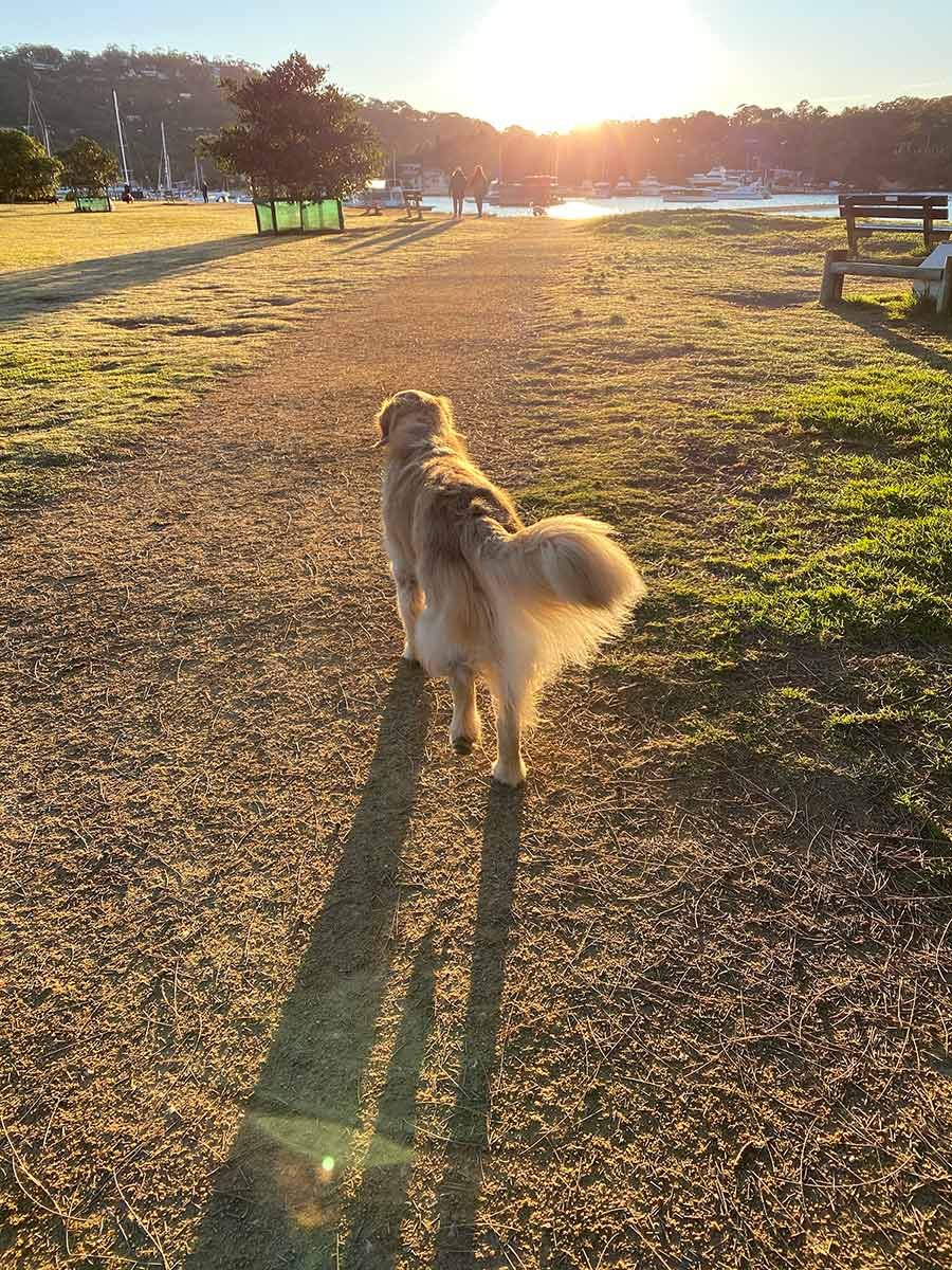 Dozer-trotting-ahead-of-me