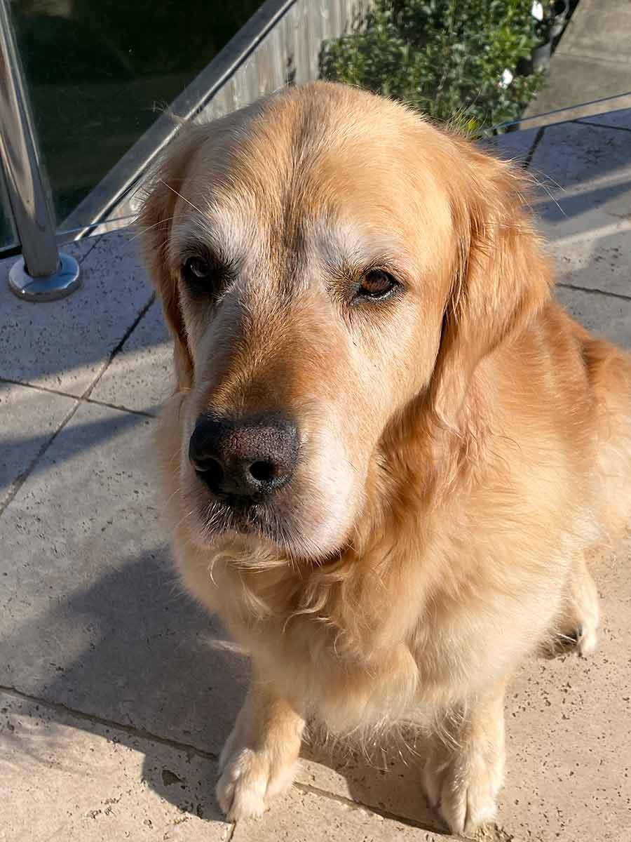 Dozer-soft-and-fluffy