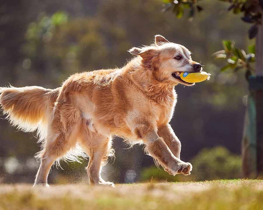 Dozer bayview soft toy in mouth