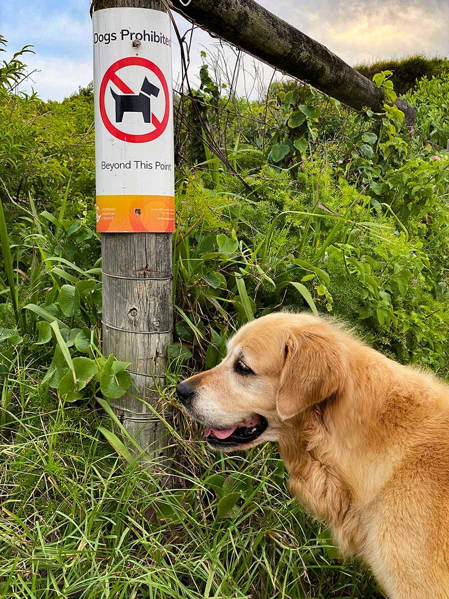 Dozer not allowed onto Mona Vale beach
