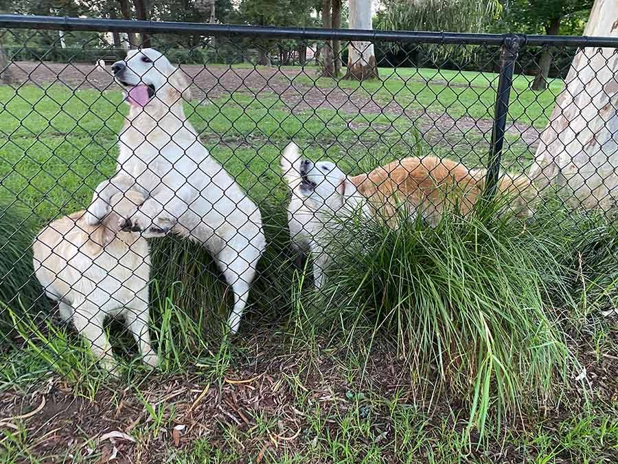 Dozer with his golden retriever friends