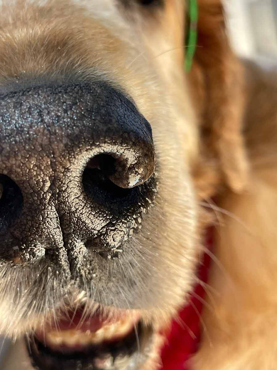 Nagi Dozer Christmas selfie 2022