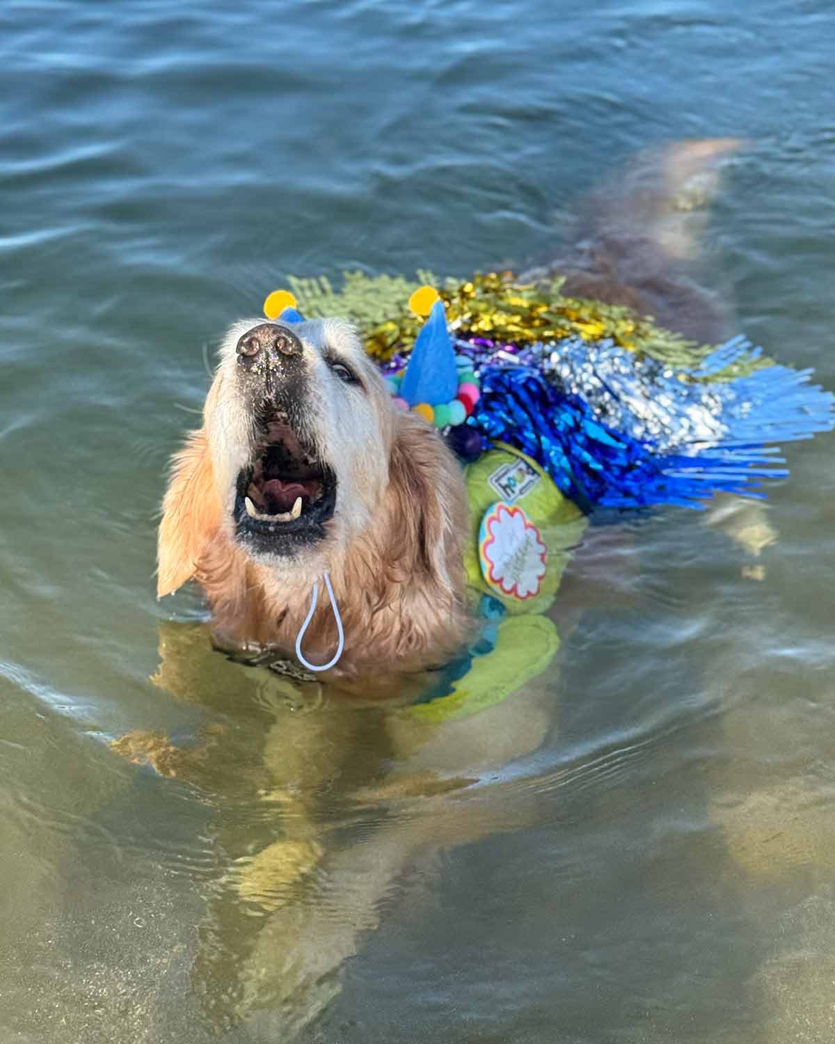 Dozer 13th birthday at Bayview 2025-5