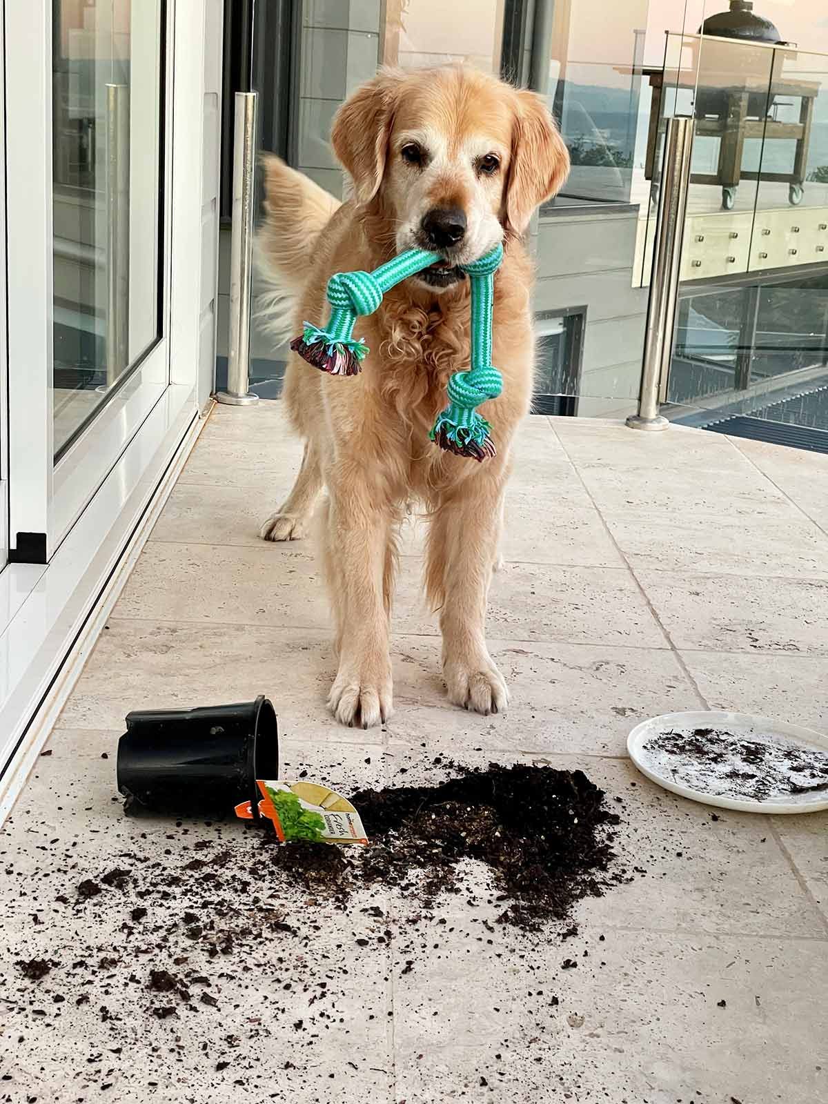 Naughty Dozer pot plant Mona Vale